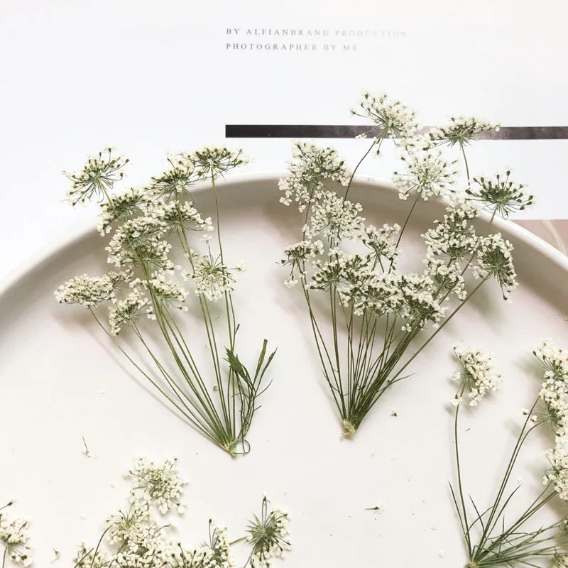 5-7cm/12pcs,Snow Tiny Flowers  – Craft Embellishment Bewertung und Preis