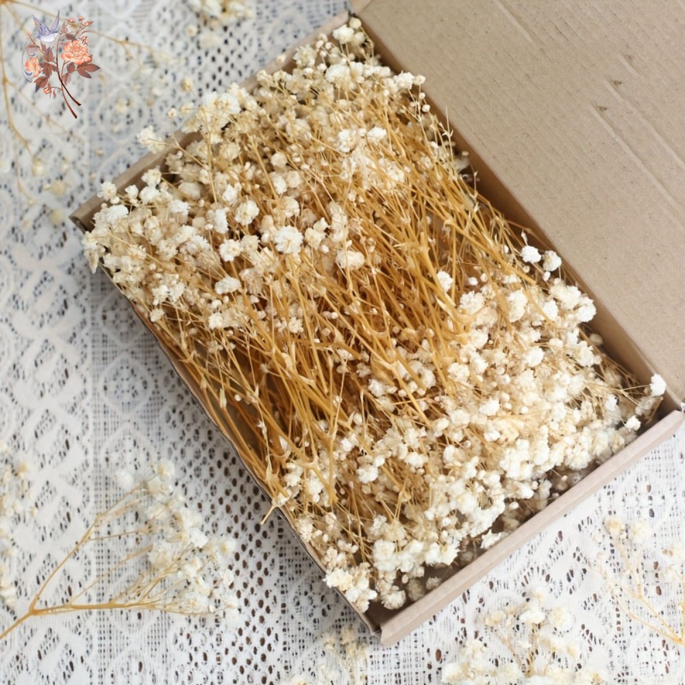 100pcs Mini Dried Baby's Breat – Embellish Craft Bewertung und Preis